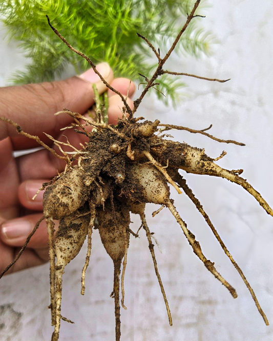 Shatawari Powder I Queen of Herbs for Women I 100% Natural & Stonemade