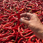 Whole Red Chilli I Tadka Mirch - Bold Taste, True Tradition