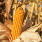Stone Ground Corn Flour I 100% Natural & Farm Made I Gluten free