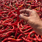 Hand-Picked Whole Red Chilli | Pure, Capsaicin-Rich Single-Origin Vibrant Heritage Spice | Pack of 1 x 100g