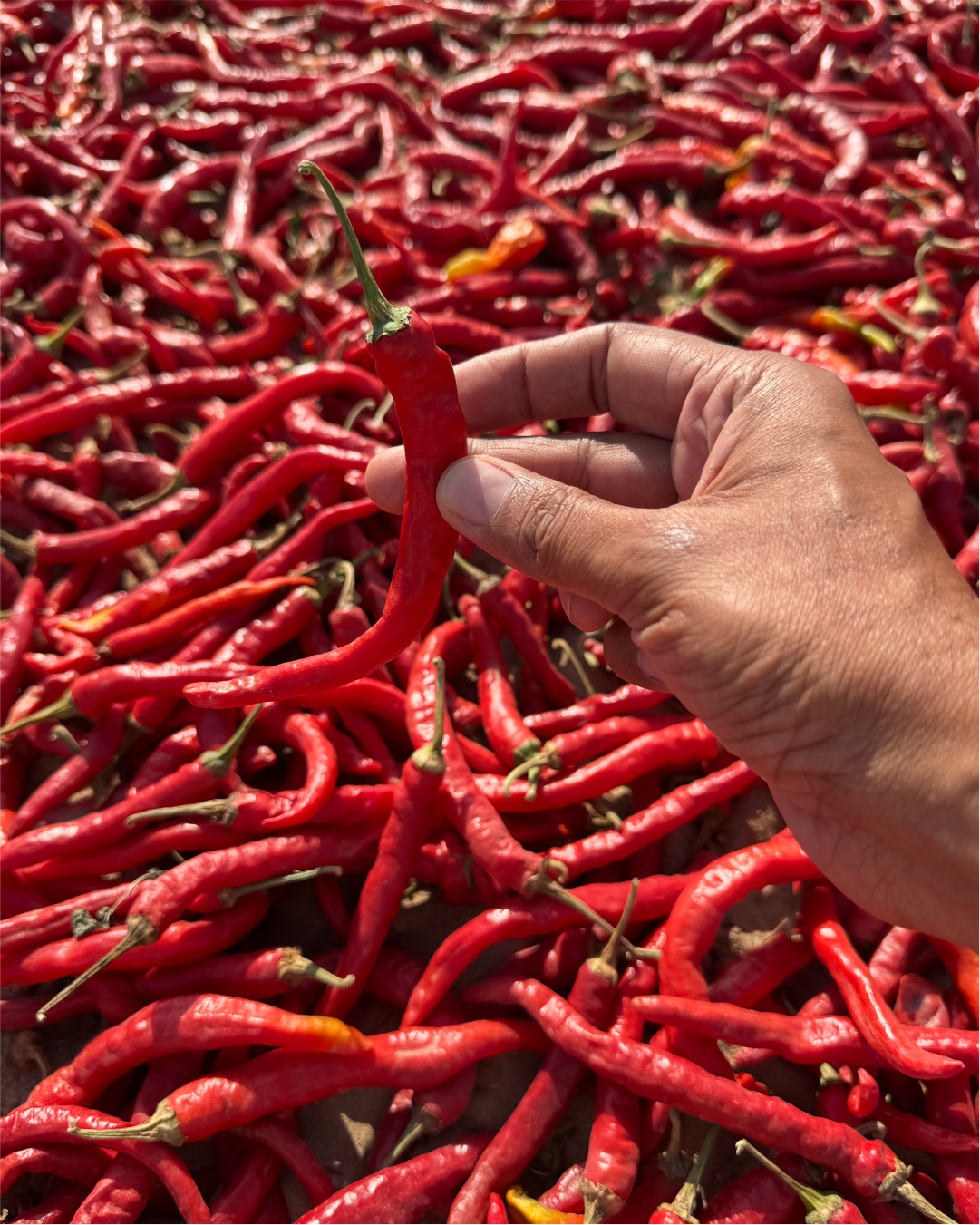 Hand-Picked Whole Red Chilli | Pure, Capsaicin-Rich Single-Origin Vibrant Heritage Spice | Pack of 1 x 100g
