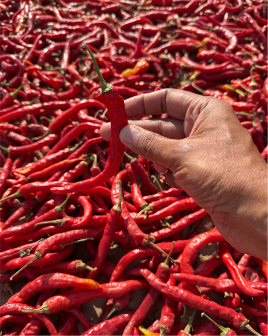 Hand-Picked Whole Red Chilli | Pure, Capsaicin-Rich Single-Origin Vibrant Heritage Spice | Pack of 1 x 100g