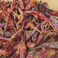 Hand-Picked Whole Red Chilli | Pure, Capsaicin-Rich Single-Origin Vibrant Heritage Spice | Pack of 1 x 100g