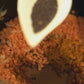 Whole Black Mustard I The Fiery Dynamo Spice I Bold & Premium I Pack of 1 x 100g